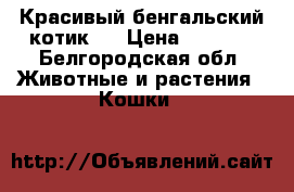 Красивый бенгальский котик!  › Цена ­ 9 500 - Белгородская обл. Животные и растения » Кошки   